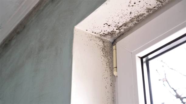 Best Home Mold Removal  in Pascagoula, MS