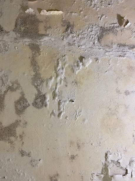 Best Mold Remediation Experts  in Pascagoula, MS