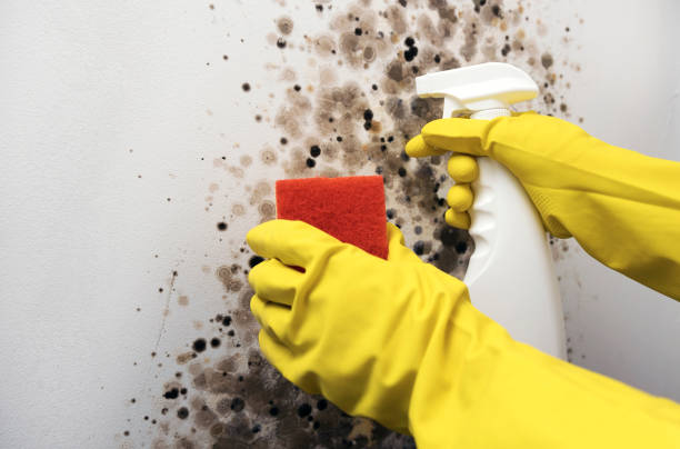 Attic Mold Removal in Pascagoula, MS